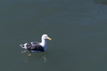 Seagull in Water