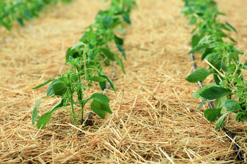 Pepper bushes in a row on plantation