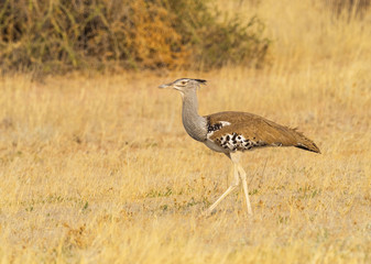 Kori Bustard
