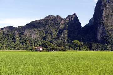 Green rice paddy field and limestone mountains in Vang Vieng, popular tourist resort town in Lao PDR.