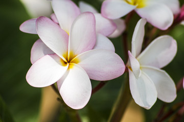Close up White flower