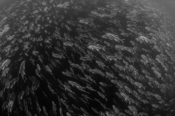 Jack Crevalle, Jacks, trevally schooling in open blue water many hundreds of fish