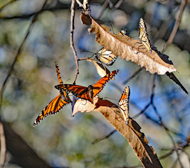 Monarch butterflies are enjoying warm sunny day