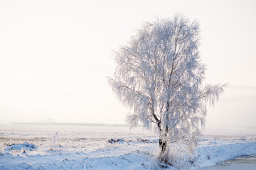 Fototapeta na wymiar Winter birch in the frost in the field