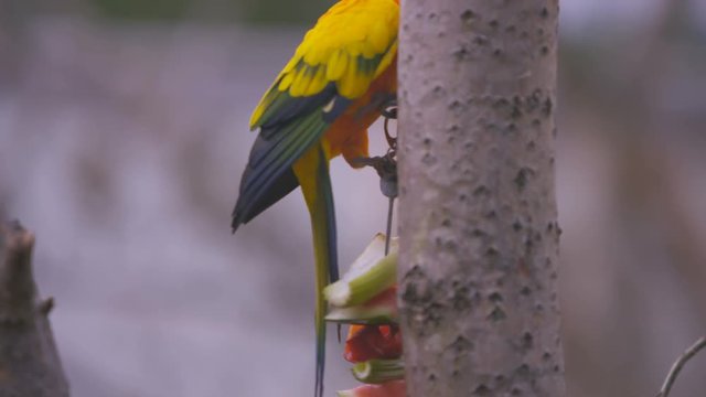 Sun conure birds, also known as sun parakeets at wildlife park in the UK