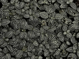 black and white leaves background, natural textures, retro black style.