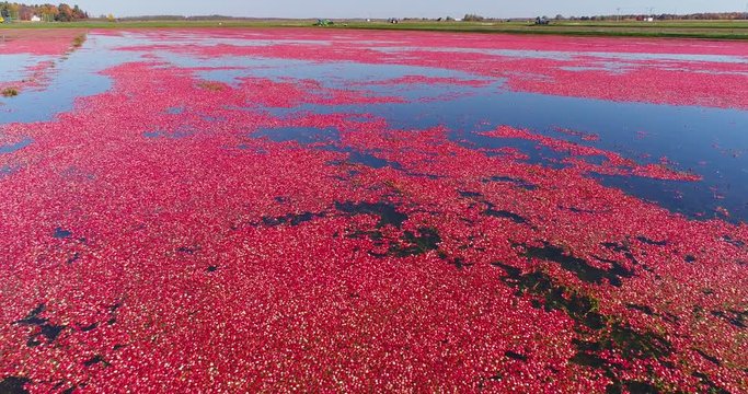 Beautiful red magenta cranberries float on top of marsh waters, ready for harvest, aerial flyover.