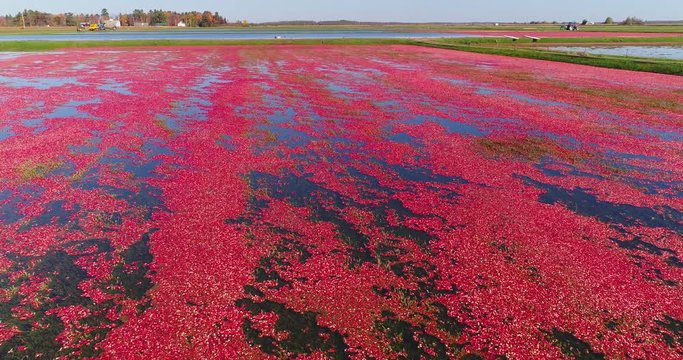 Beautiful red magenta cranberries float on top of marsh waters, ready for harvest, aerial flyover.