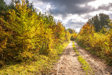 Colors of nature in autumn, landscape with scenic path between colorful scenery of fall leaves on the bushes