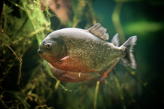 Pirahna fish