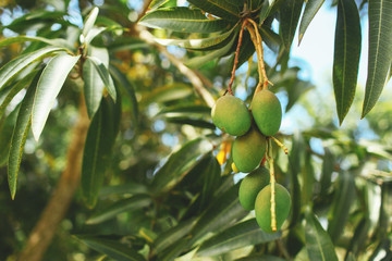 mango tree