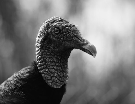 Vulture Portrait