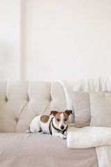 Dog Jack Russell Terrier sits on the couch and looks at the camera. Vertical indoors shot of light interior with small couch.