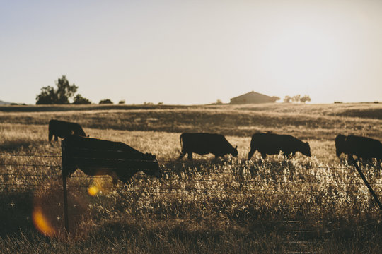 Black cows grazing in a field at sunset