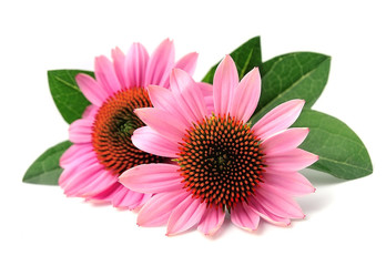 Echinacea flowers.