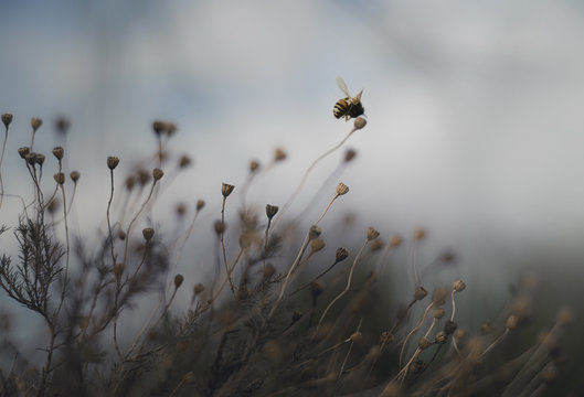 A bee flies over delicate dried weeds against a dusky sky