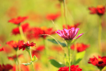 Daisy and gerbera