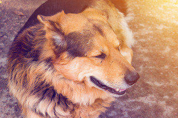 Dog close-up lies on the ground. Toned photo