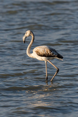 juvenile greater flamingo (phoenicopterus ruber) standing in water