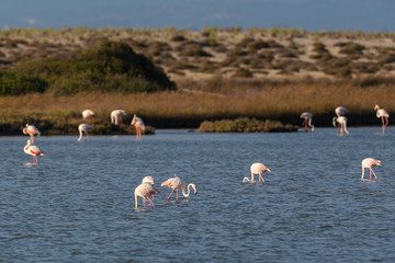 group of greater flamingos (phoenicopterus ruber) in water foraging in sunlight