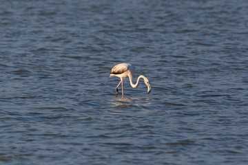 greater flamingo (phoenicopterus ruber) wading in water foraging in sunshine