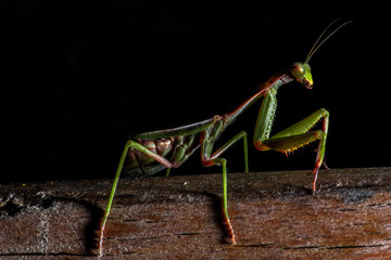 Mantis, macro photography common green mantis or pray mantis isolated on black background