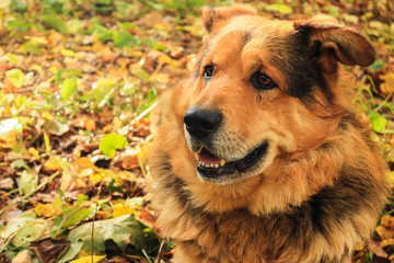 The tired dog closeup lies on autumn leaves in the forest