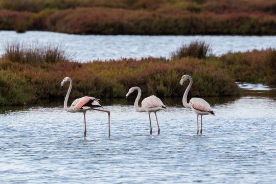 three greater flamingos (phoenicopterus ruber) walking in shallow water