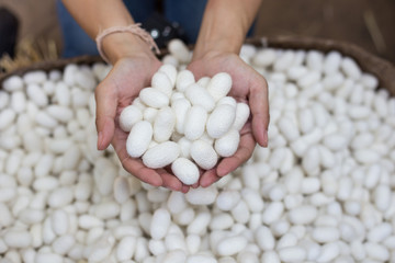 woman hand holding white silk cocoon