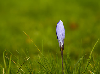 autumn crocus