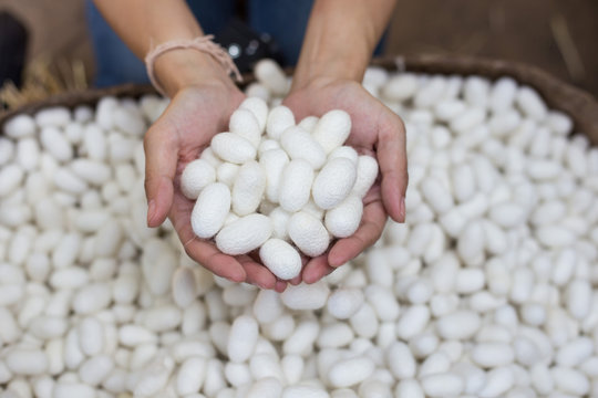 Woman Hand Holding White Silk Cocoon