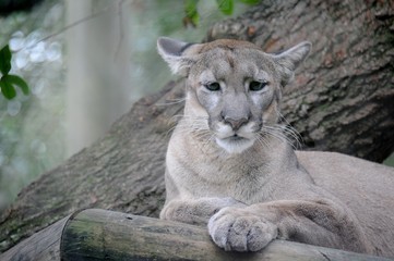Cougar resting
