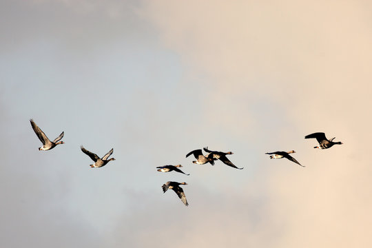 Migrating  geese