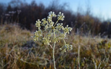 Осень, октябрь,заморозки, иней на деревьях и на траве