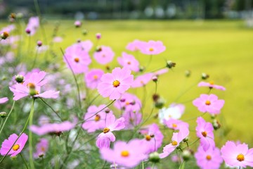 pink Cosmos