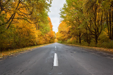 Fototapeta premium Road in the autumnal forest