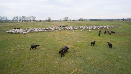 Hungarian grey bull, and water buffalo on the farm