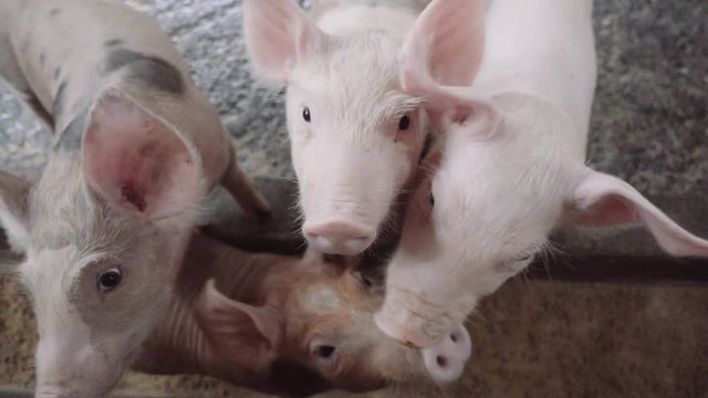 Little pink piggies in the stockyard.