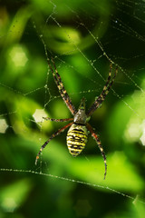 spider