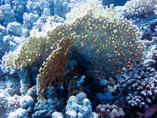 Unterwasser Ägypten