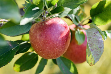 bright red apples hanging on tree branch