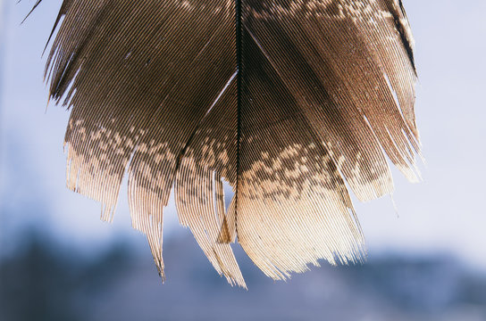 close up of a bird feather