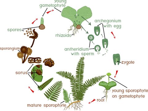 Fern Life Cycle. Plant life cycle with alternation of diploid sporophytic and haploid gametophytic phases