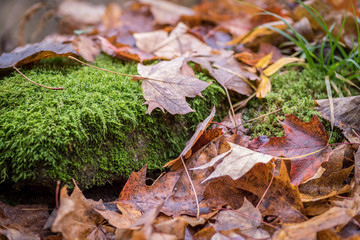 closeup ground level view of fall leaves laying on forest floor