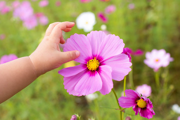 Baby playing with cosmos flowers