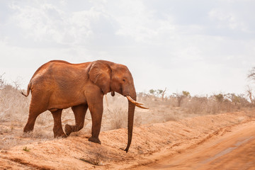 Elephant in the savannah