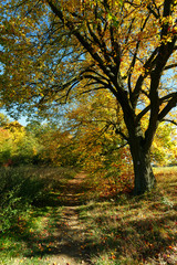 Autumn landscape with fall colored trees