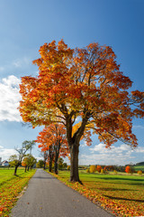 Naklejka premium Autumn landscape with fall colored trees