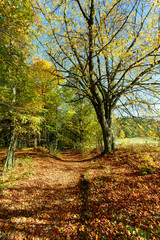 Fototapeta premium Autumn landscape with fall colored trees