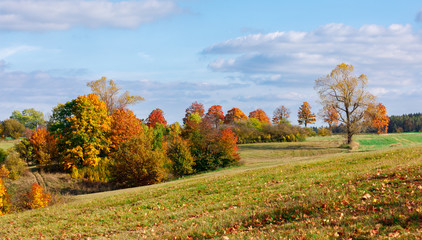 Naklejka premium Autumn landscape with fall colored trees